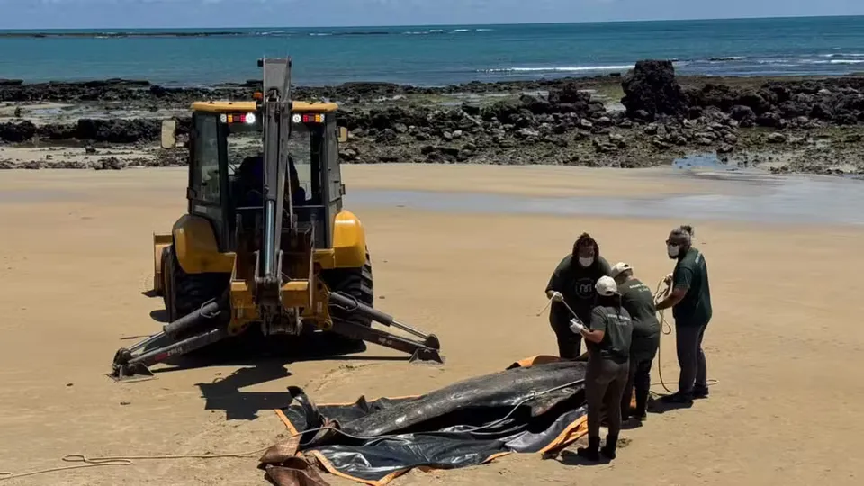 Baleia-piloto morre após encalhar em praia do litoral do RN
