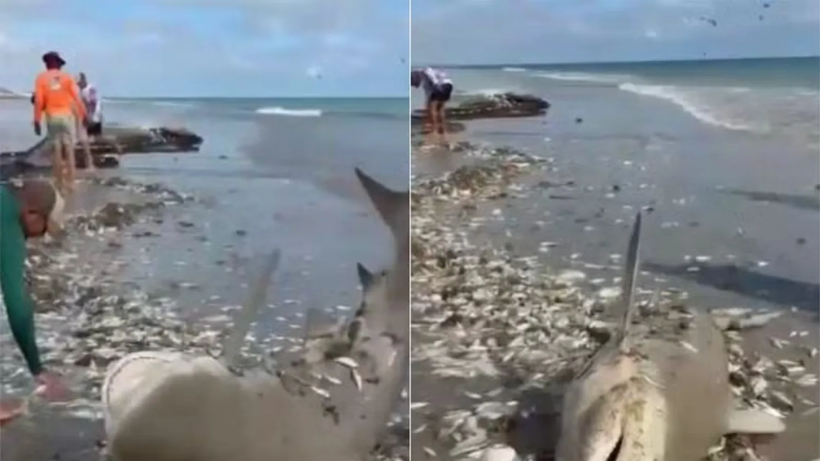 Tubarão acaba capturado em rede de pesca e é devolvido ao mar por pescadores no RN