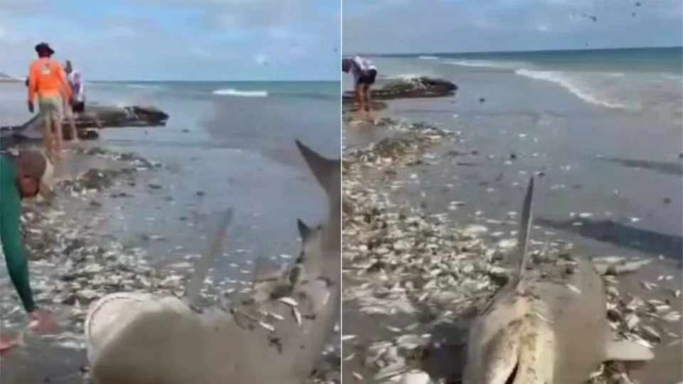 Tubarão acaba capturado em rede de pesca e é devolvido ao mar por pescadores no RN