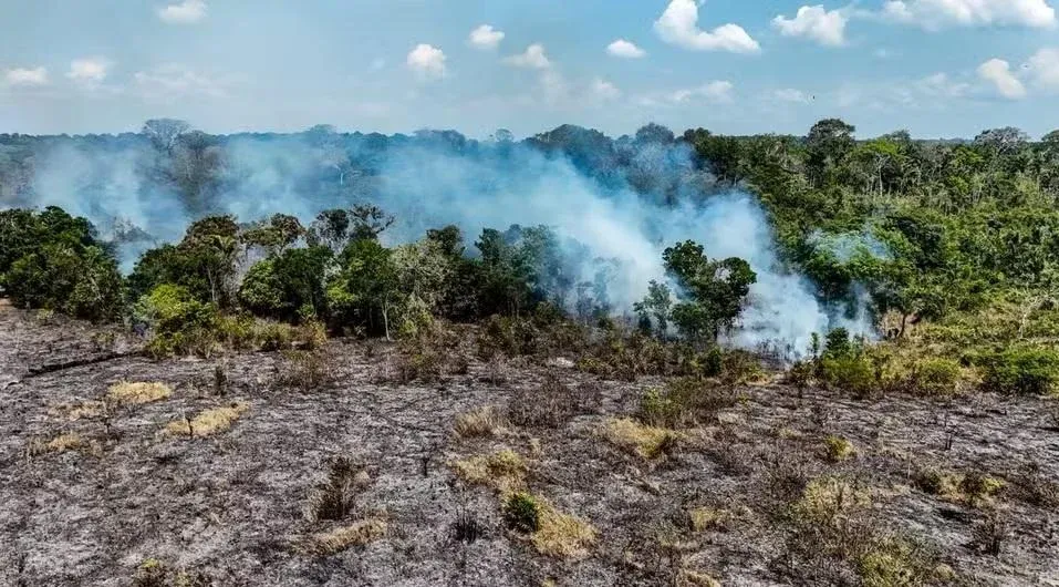 Vista aérea de área de mata queimada, com chão cinza e fumaça subindo entre as árvores